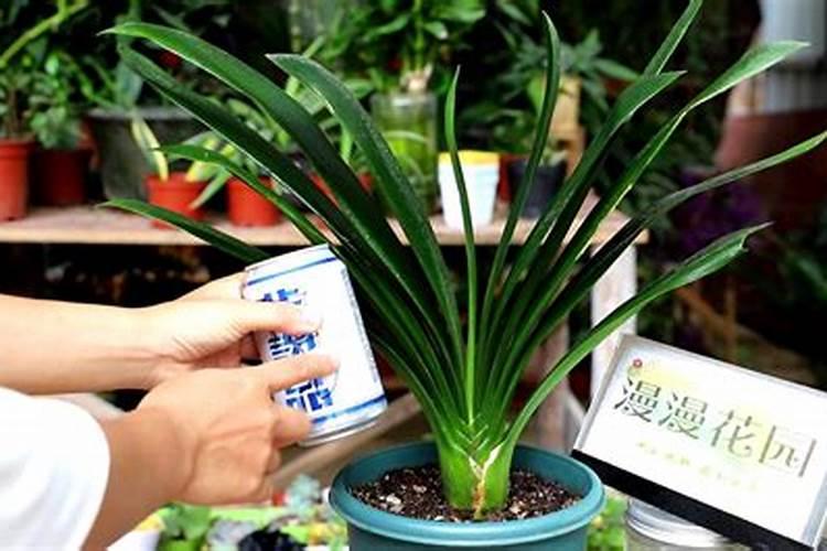 家养君子兰氮磷钾如何采用