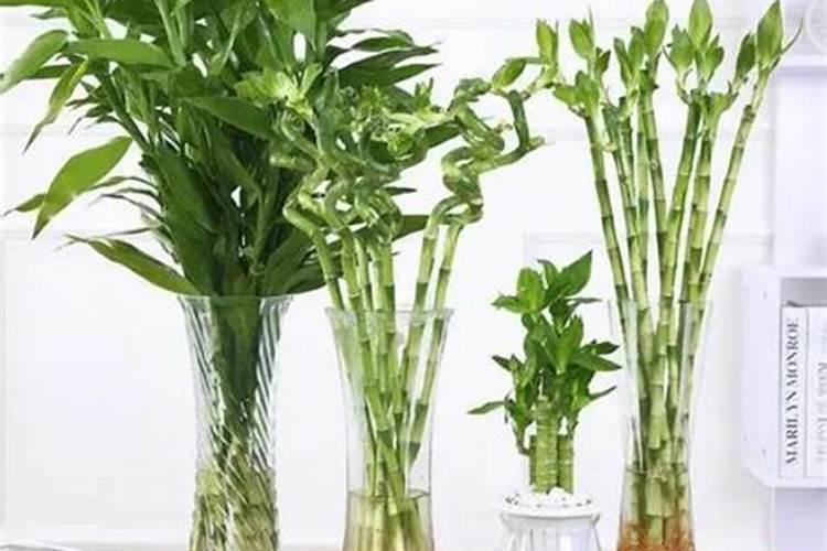 竹子施什么肥最好