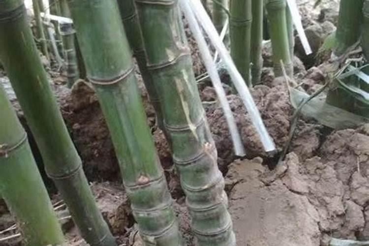 竹子施什么肥最好