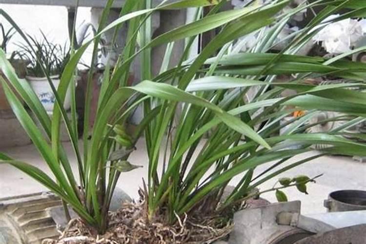 硫酸亚铁适合浇什么花