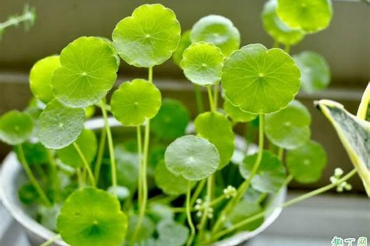 铜钱草可以用氮肥吗