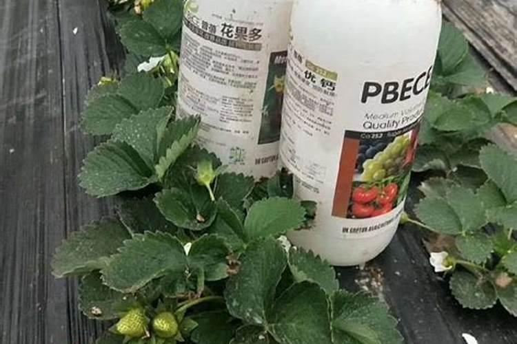 栽树生根粉的使用方法