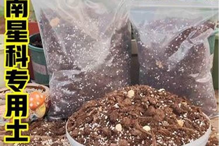 龟背竹的正确养法