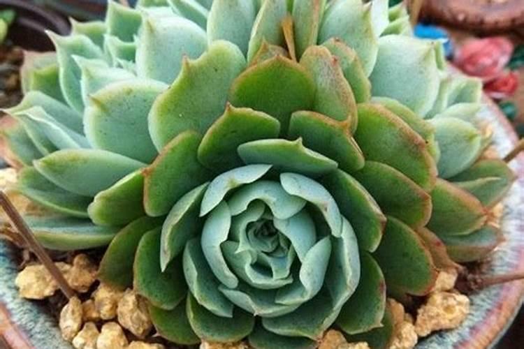 多肉佛珠怎样施肥