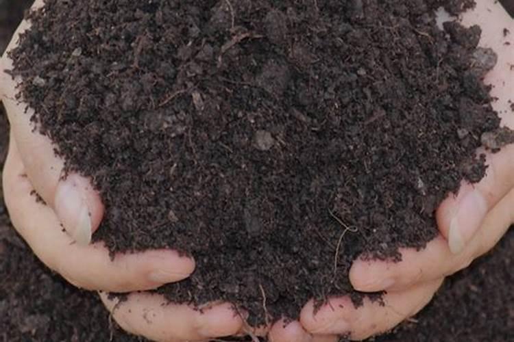 自制草莓营养土的方法