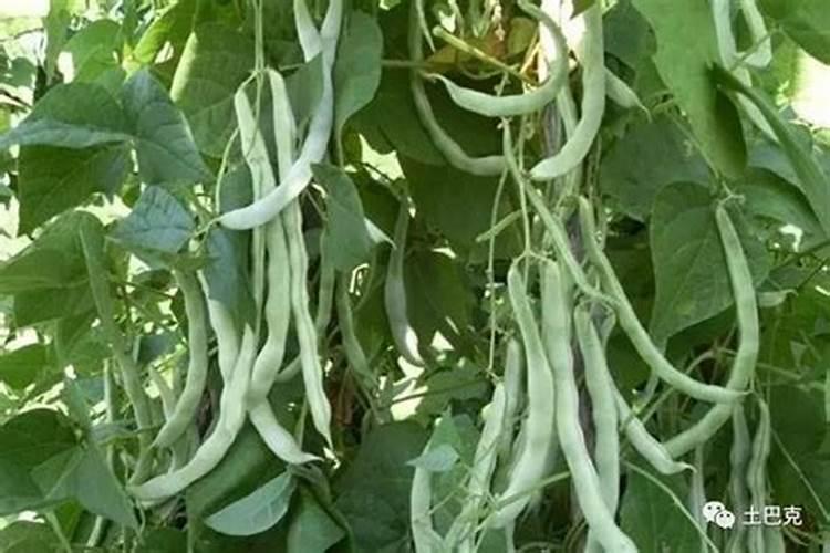 芸豆施什么肥长得最好 芸豆怎么施肥