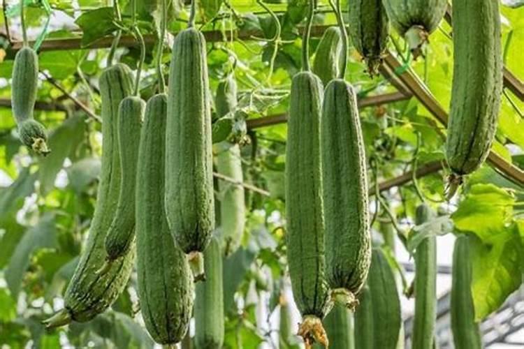 丝瓜中后期用什么肥料追肥 丝瓜中后期用什么肥料追肥呢