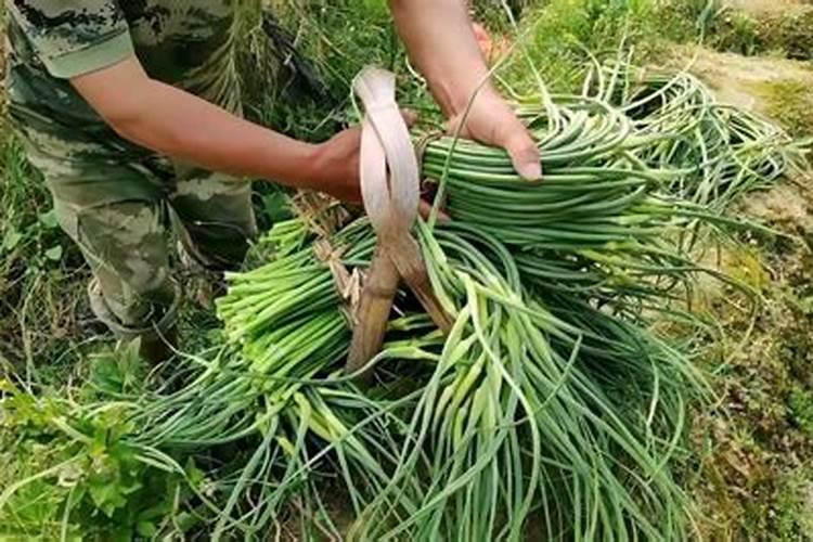 蒜苔是大蒜长出来的吗