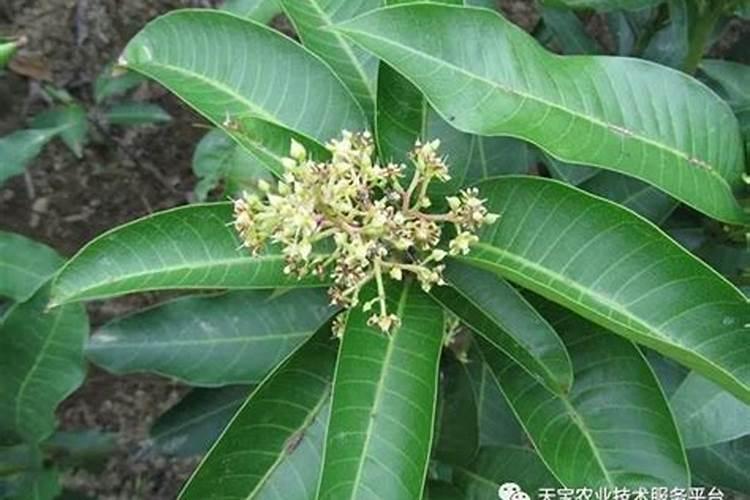 芒果叶徒长怎么办？