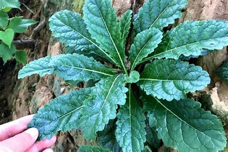 中药材生根用干什么肥料好,地黄壮根肥什么时候施肥!