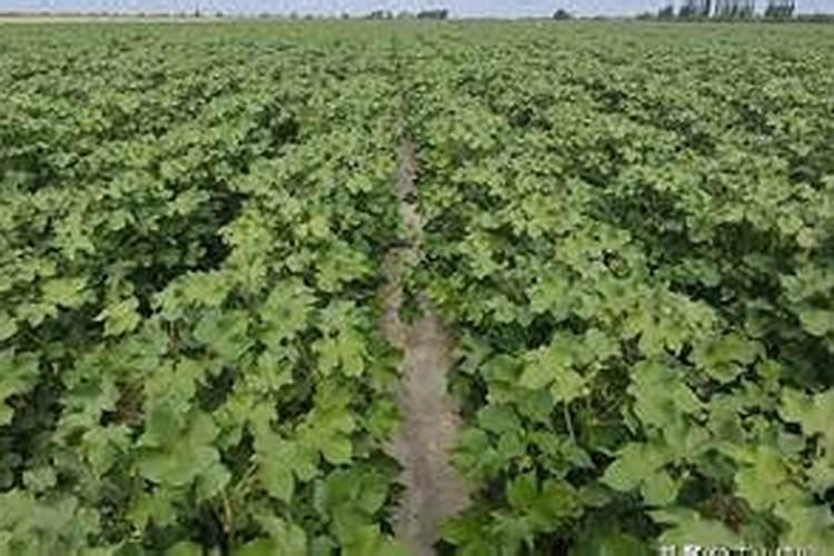棉花施肥使用什么肥料？棉花该如何施肥？