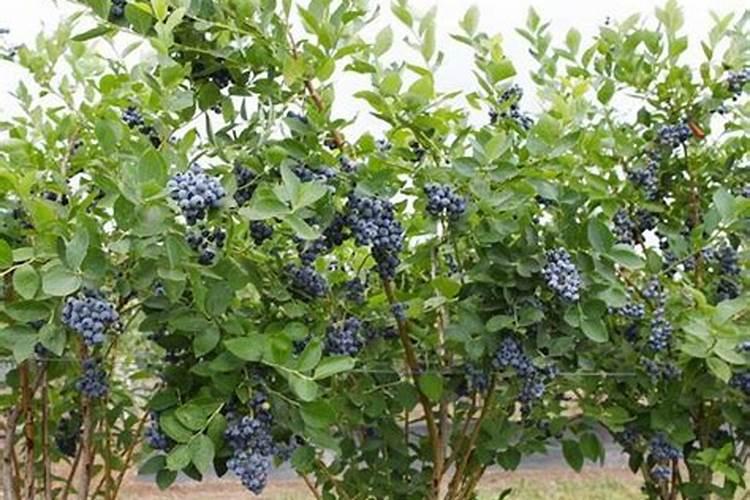 f6盆栽基质蓝莓的栽培技