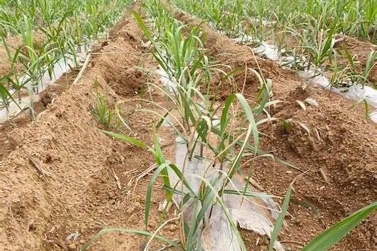 种植糖甘蔗用哪种肥料好