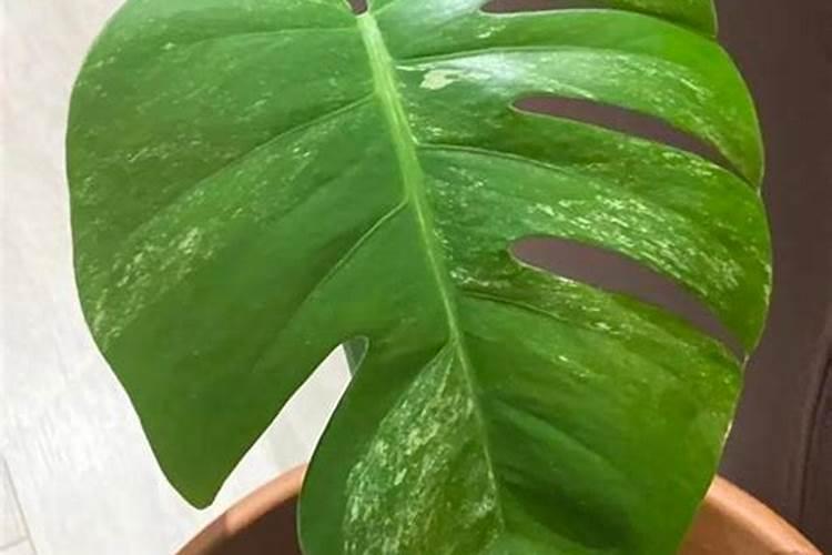 龟背竹施什么肥最好