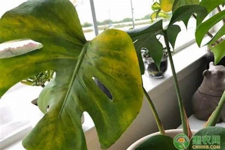 龟背竹施什么肥好,龟背竹施氮磷钾肥最好