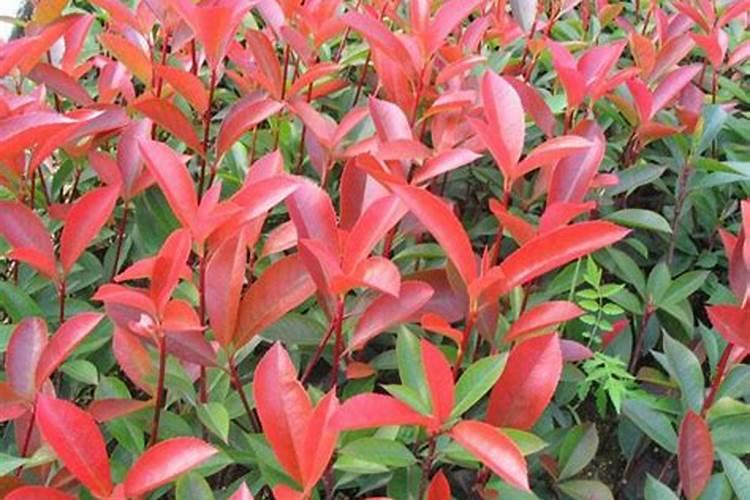 简述土壤施肥的位置和方法