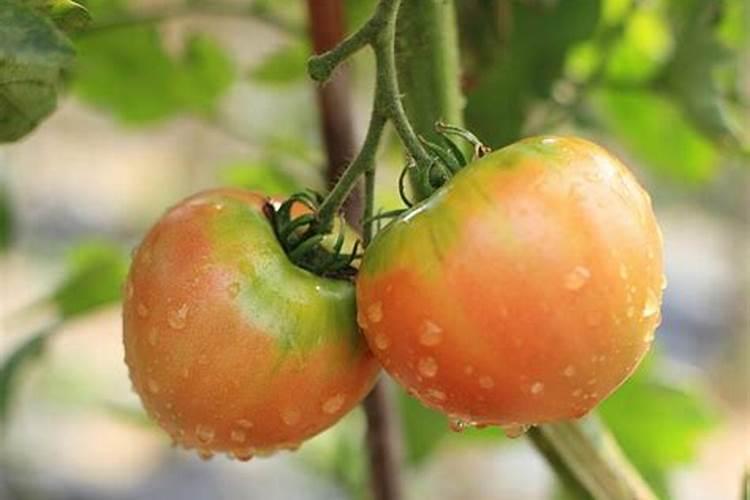 大棚西红柿定植后什么时候开始喷叶面肥？