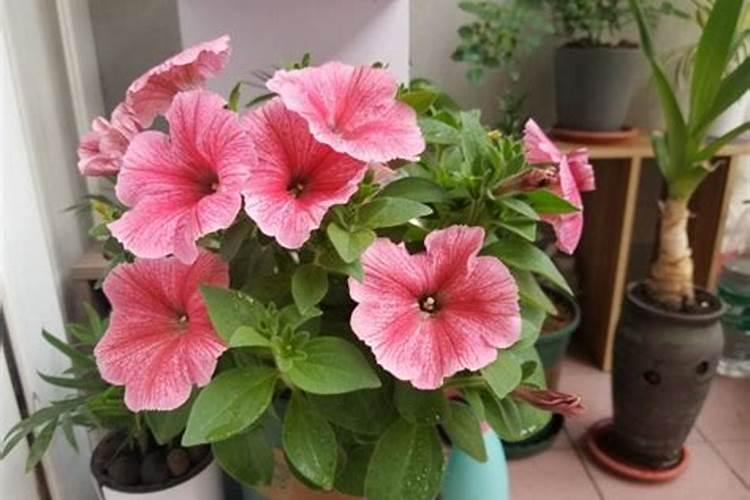 家里养花适合用的含氮的肥料有哪些啊