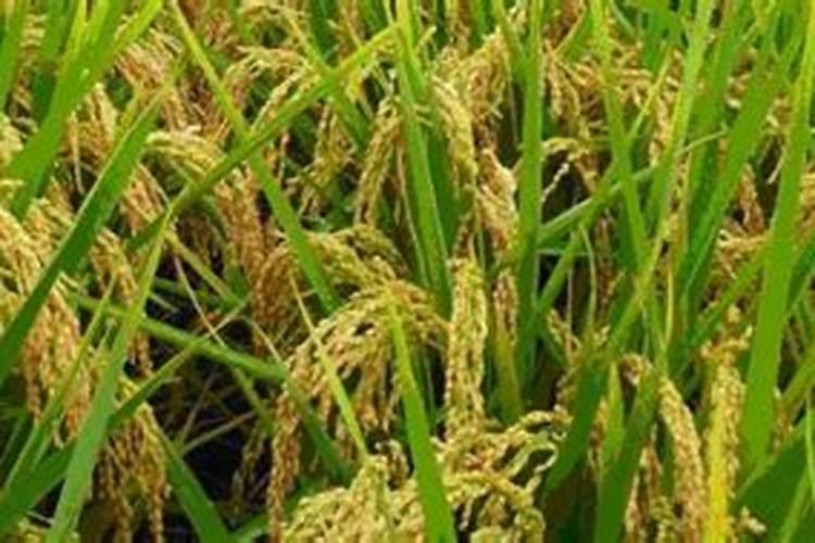 我家的水稻苗长得很小,使用云大YD120长效芸苔素效果怎么样？