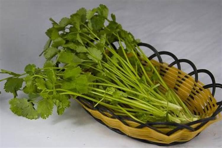 香菜喷什么叶面肥长得快 香菜喷什么叶面肥才能长得快