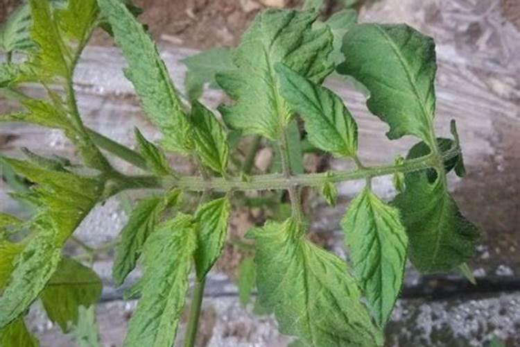 西红柿卷叶病图并解决方法