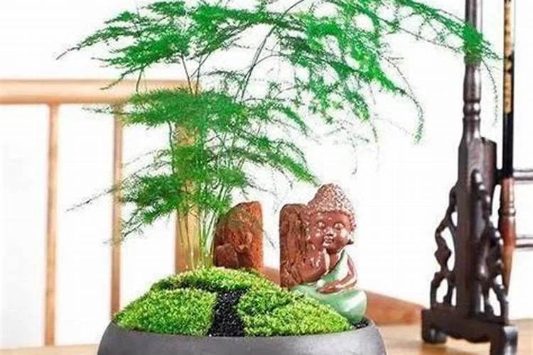 怎样养文竹才能翠绿