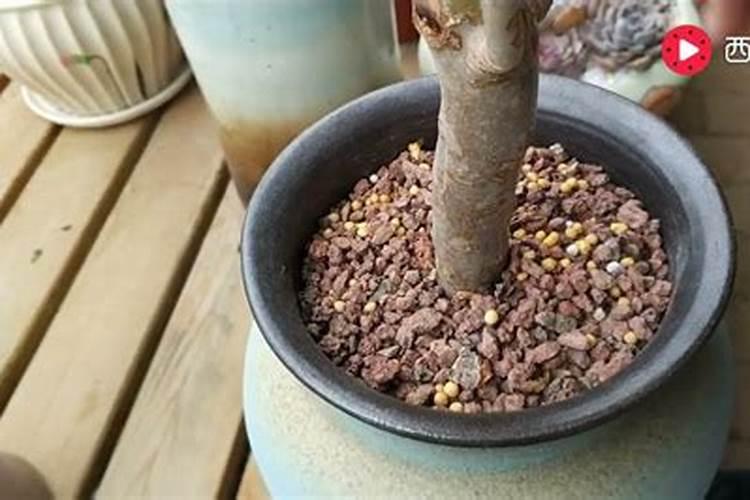 水溶肥如何给多肉施肥？