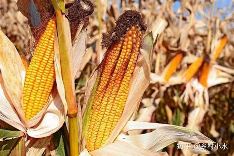 怎么清除土壤中残留的玉米类除草剂