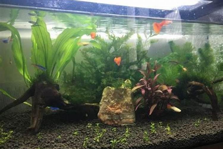 我的鱼缸里的水发白有些浑浊是怎么回事？
