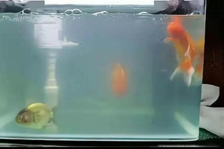 河蟹塘伊乐藻老化发硬补什么肥？