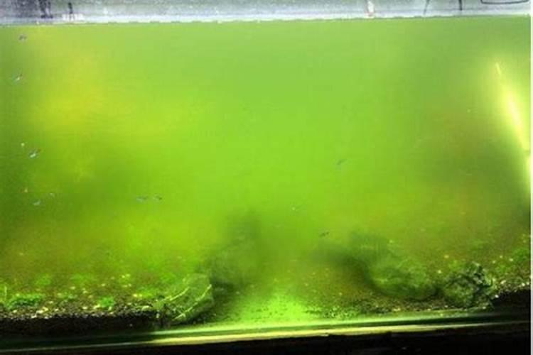 养鱼多水体混浊怎么办？