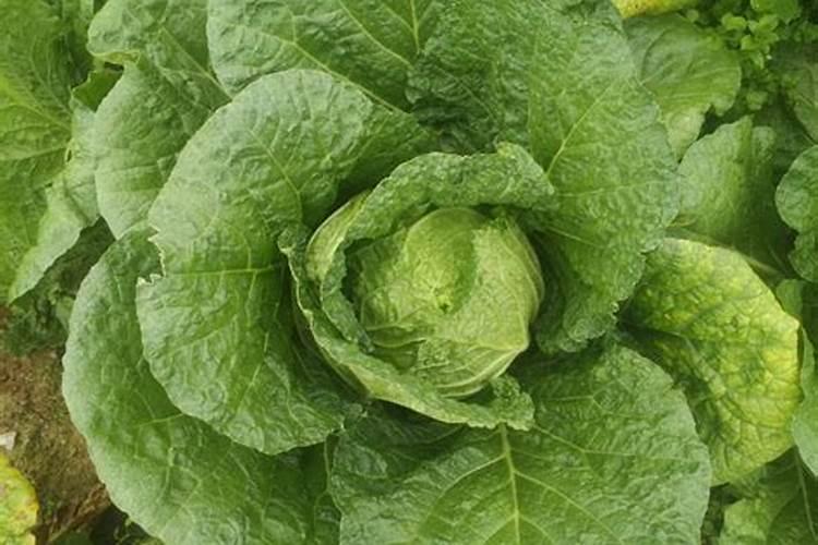 化肥菜与没化肥菜的区别