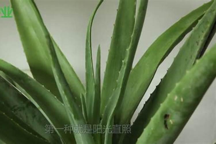 芦荟叶尖干枯了怎么 芦荟叶尖干枯了怎么回事
