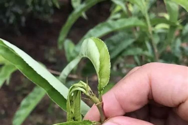 植物缺肥症状及对应的花肥沤制方法:薄肥淡施