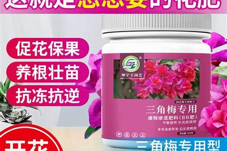 三角梅用什么肥料最好