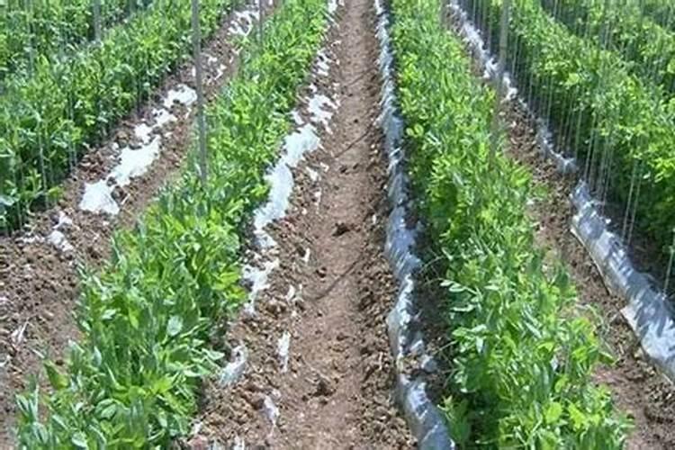 种豌豆尖的方法和步骤