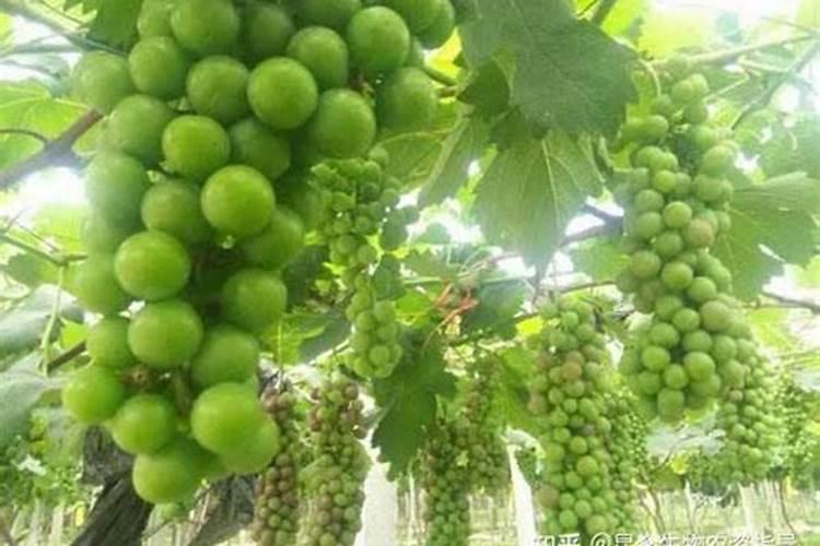 葡萄增甜靓果追施肥哪种好？冲施矿源什么时候合适