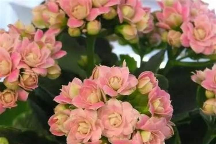 长寿花施肥方法