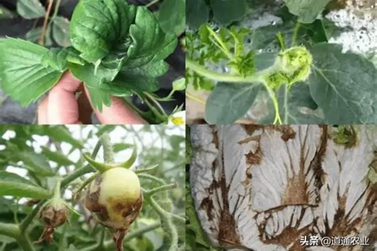 你好,请问大棚甜椒缺钙叶子和果子有什么症状？谢谢