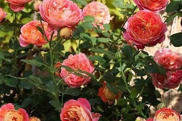 爬藤月季多久施一次肥