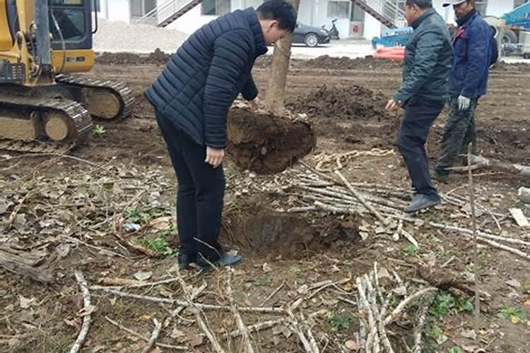 刚刚移栽的樱桃树可以使用叶面肥吗？怎样使用？