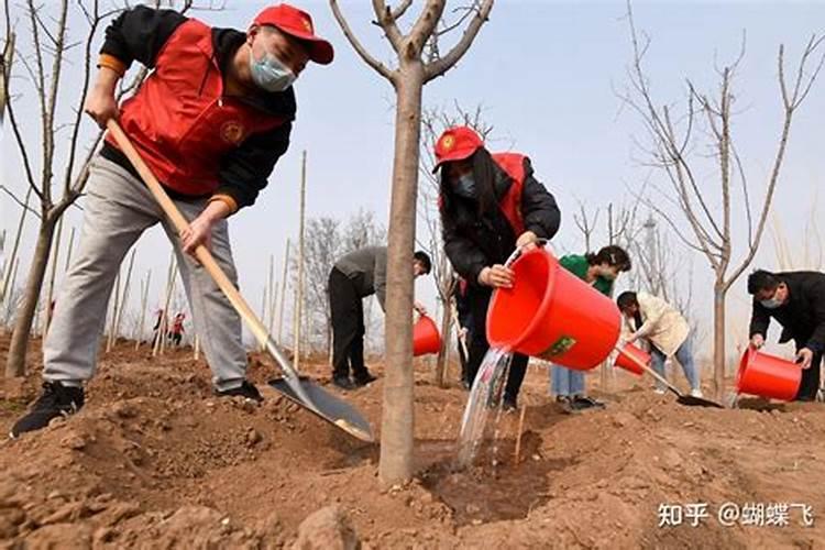 移栽大树如何施肥？