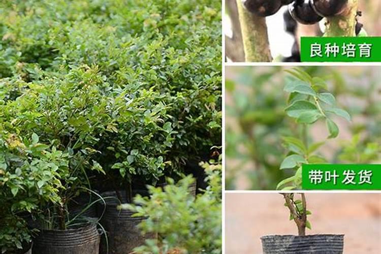 嘉宝果可以用颗粒硼肥吗