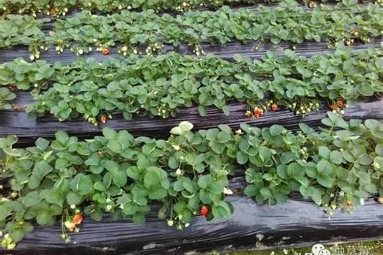 草莓不同时期的用肥方法