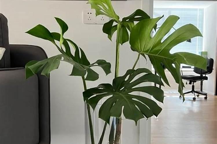 龟背竹浇什么肥料合适