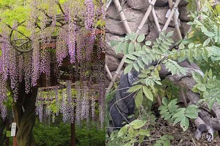 山芋怎么种植方法