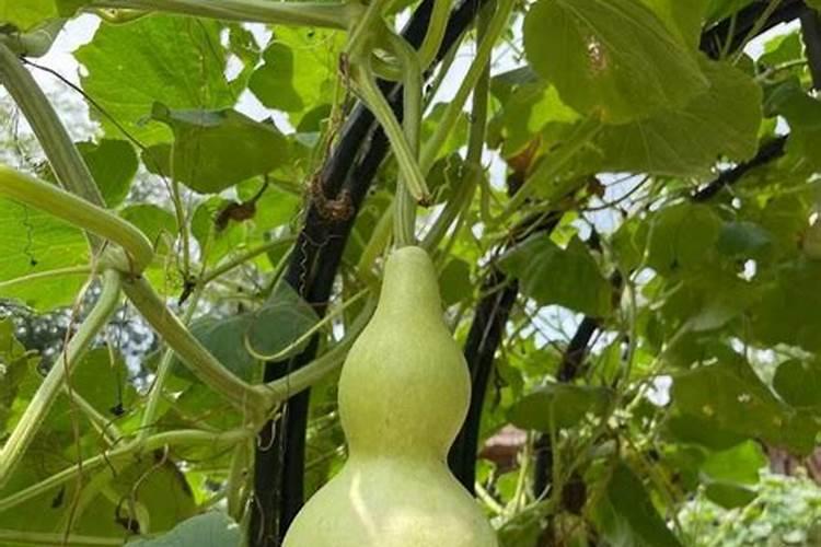 瓜蒌开花结果时需氮磷钾的比例是多少