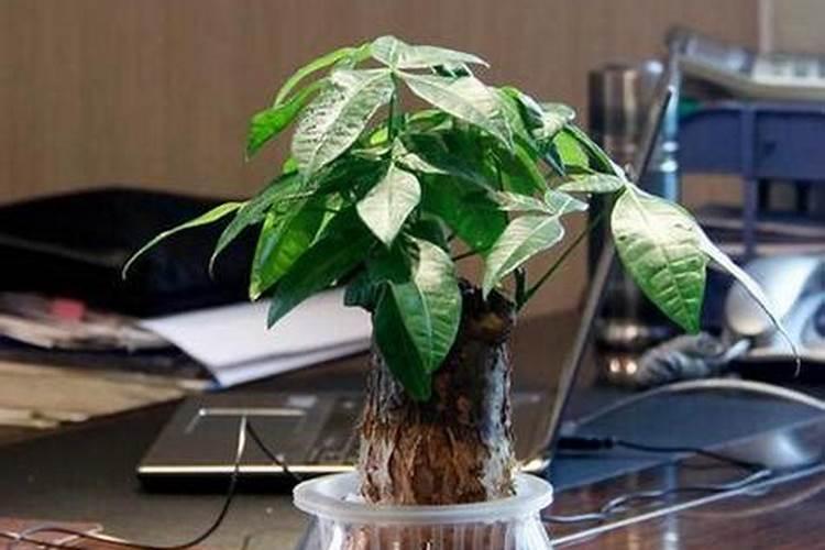 水溶肥多久浇一次水