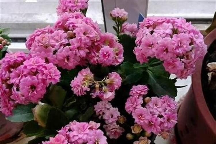 长寿花花期怎样施肥和浇水