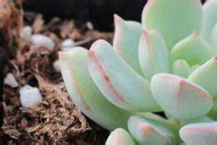 复合肥适合种什么花